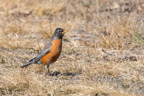istock An American Robin in Alaska 1248573957