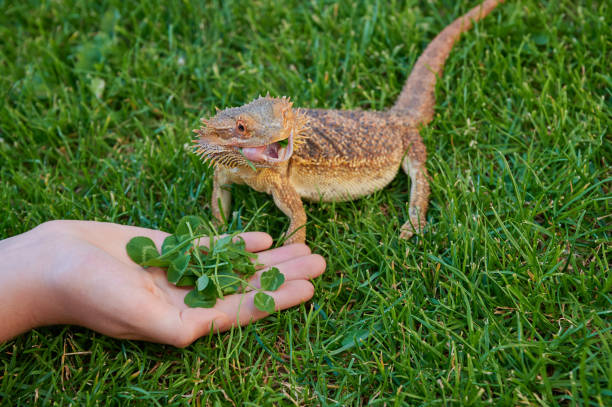 istock hand of a girl while feeding a bearded dragon with clover 1248574923