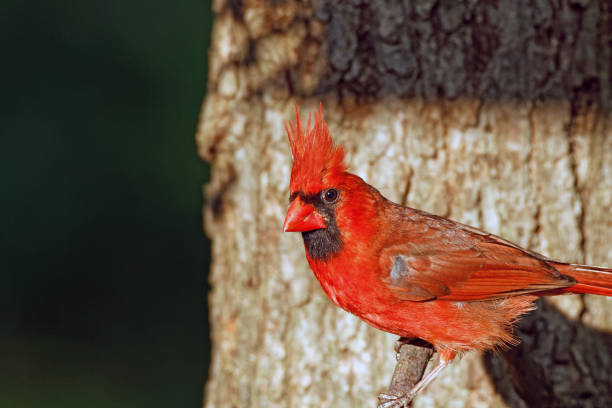 istock Male Northern Cardinal 1248575663
