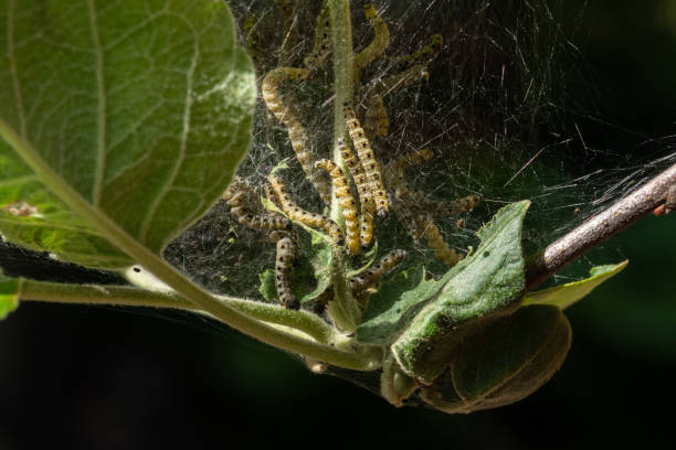 Caterpillars of an apple moth, the apple ermine, in a silken web on an apple tree