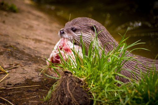 An otter eating a fish at the side of a river