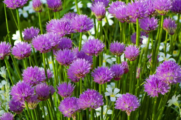 istock beautiful blue flowers in a natural environment 1248580196
