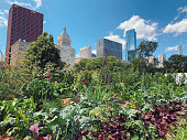 istock Urban gardens in Chicago 1248582249