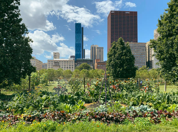 Urban gardens in Chicago stock photo
