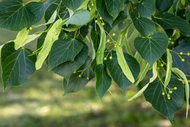 A branch of lime tree. Green leaves of a linden tree. Tilia americana. Texture, nature background. Botany pattern. stock photo