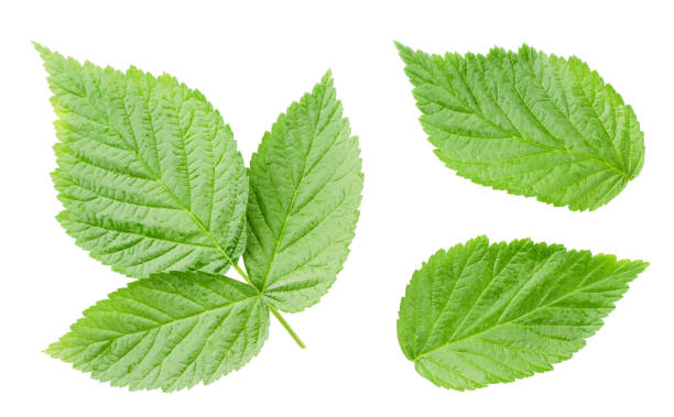 Raspberry Leaf Raspberry Leaf