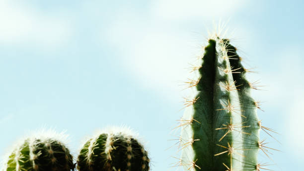 Green cactus with thorns against cloudy sky · Free Stock Photo