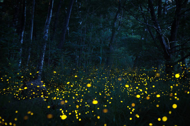 lucioles volant dans le bois foncé - firefly photos et images de collection