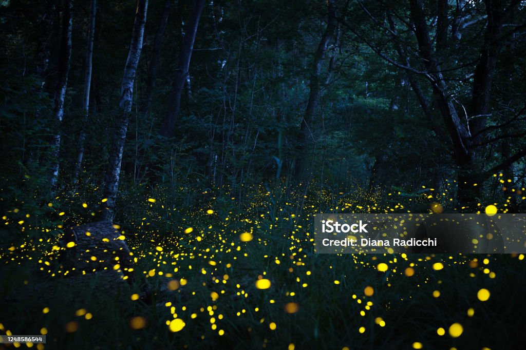 Fireflies flying in the dark wood A spring night in a natural reserve in Switzerland Firefly Stock Photo