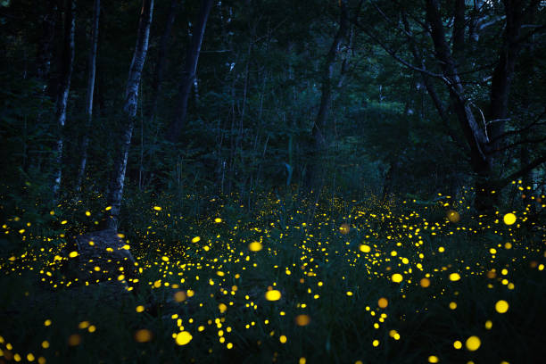 Fireflies flying in the dark wood A spring night in a natural reserve in Switzerland glowworm photos stock pictures, royalty-free photos & images