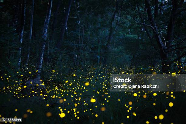 Fireflies Flying In The Dark Wood Stock Photo - Download Image Now - Firefly, Night, Forest