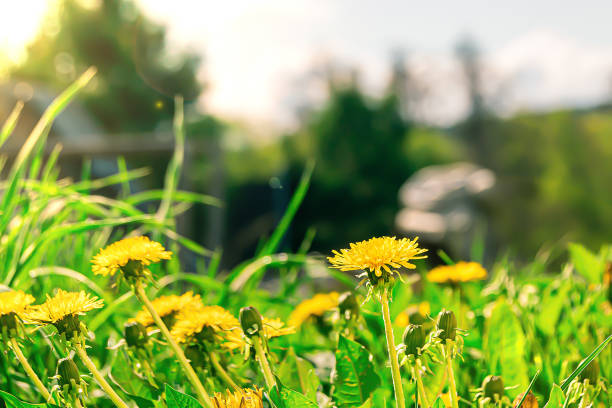 istock many yellow dandelions in the field 1248586587