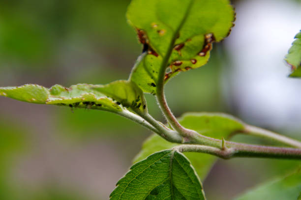 istock Aphids pests on the leaf in the home garden 1248587018