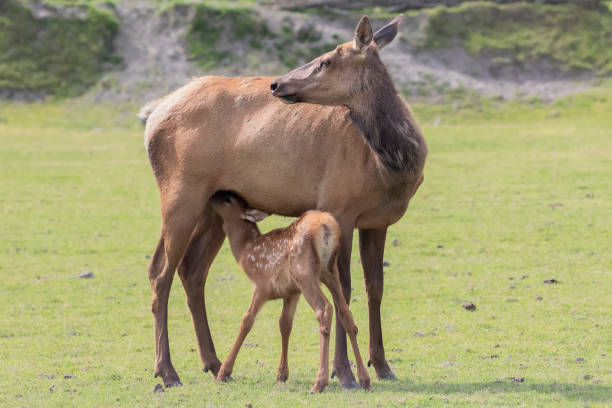 Baby Elk feeding from Mother