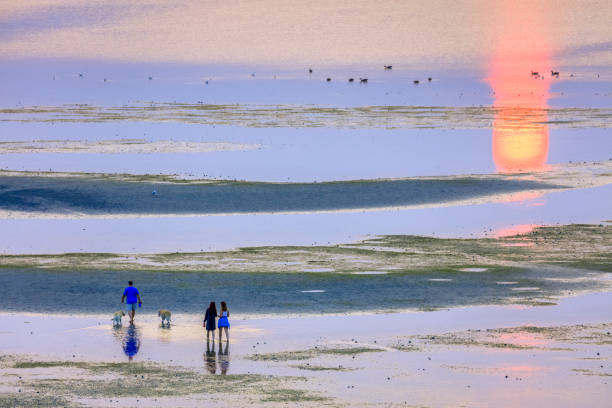 The Vancouver Island coast on August 03, 2017: Family beach walk at a sunrise low tide at Rathtrevor Park on Vancouver Island, British Columbia