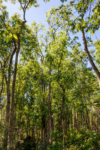 istock Springtime in the forest with trees reaching up to a clear blue sky above. 1248589185