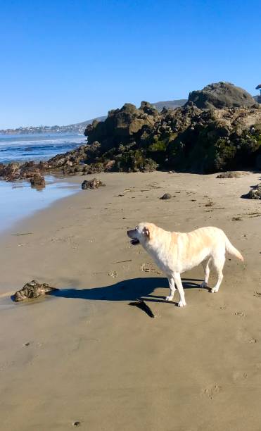 istock Labrador Retriever at the beach 1248591540