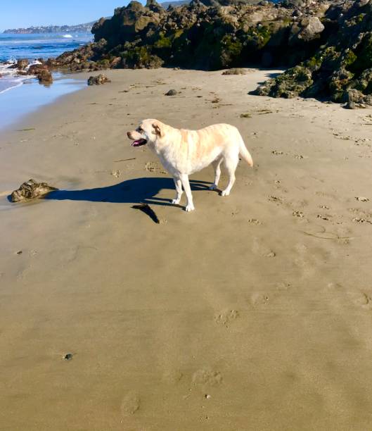 istock Labrador Retriever at the beach 1248591553
