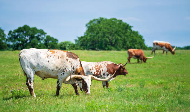 istock Texas longhorn cattle grazing on the pasture 1248592733