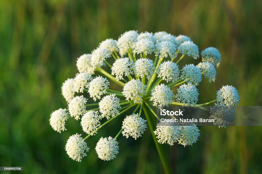 Close-up view of the inflorescence of Seseli libanotis (also known as moon carrot, mountain stone-parsley or säfferot) - summer wild herb with many small white flowers Selective focus, blurred background. Nature concept for design Carrot Stock Photo