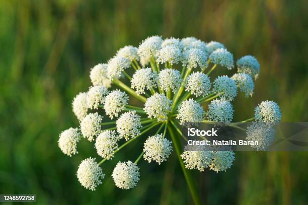 Closeup View Of The Inflorescence Of Seseli Libanotis Summer Wild Herb With Many Small White Flowers Stock Photo - Download Image Now