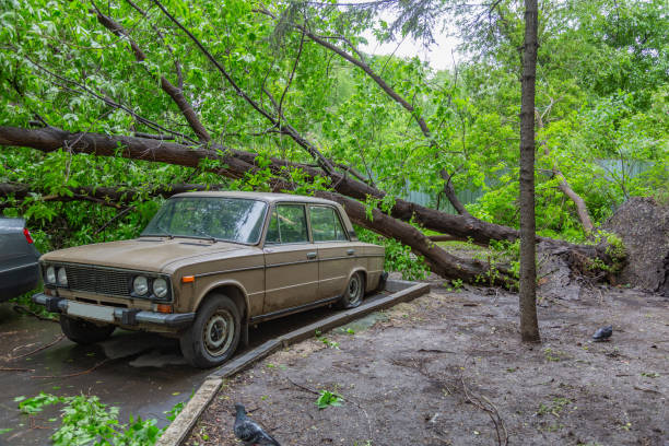 istock Perennial green tree fell on a car 1248592836