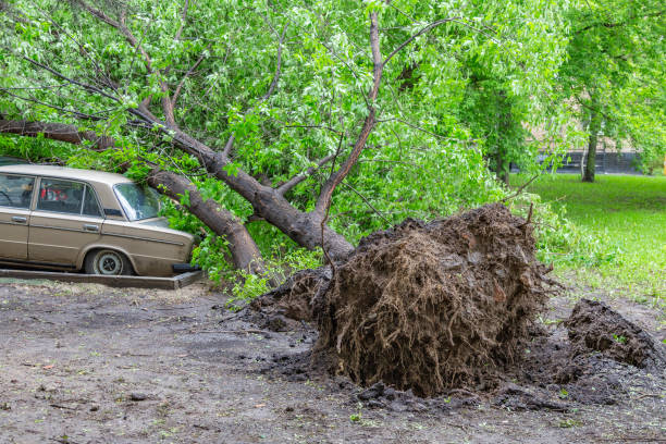 istock Perennial green tree fell on a car 1248592839