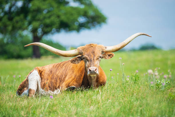 istock Texas longhorn lying down in the grass on the pasture 1248592857