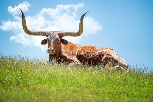 Texas longhorn lying down in the grass against blue sky with clouds background. Copy space.