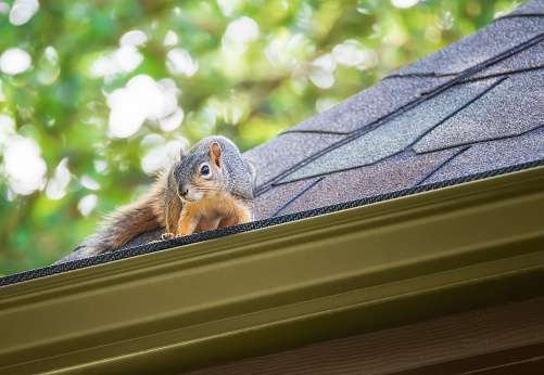 Squirrel peeking out on the roof edge. A tree in the background.