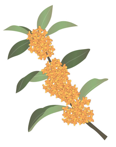 Japanese Style Vector Osmanthus Fragrans Stock Illustration