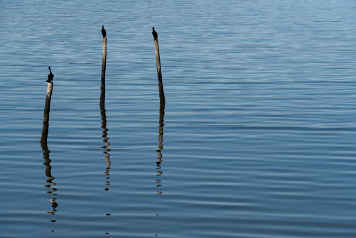 birds resting on stakes in the blue sea.