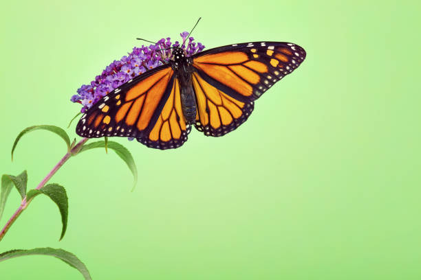 istock Monarch butterfly on blue salvia flower 1248593075