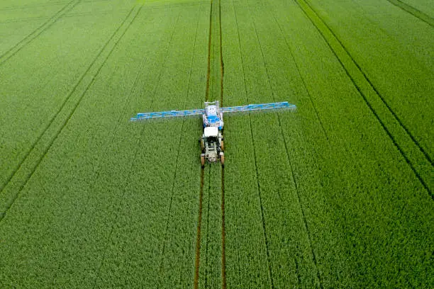 Aerial view of agricultural tractor spraying wheat field.