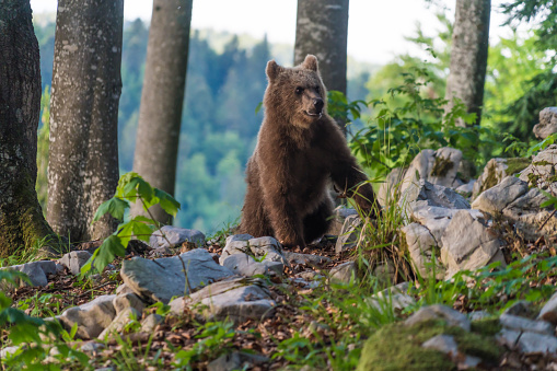 European young brown bear looking for food in the summer forest scenery in Slovenia forest