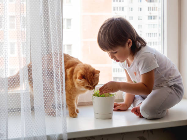 toddler boy sits on windowsill and feeds cute ginger cat with green grass from flower pot. little child with fluffy pet. specially grown plant for domestic animal. - child domestic cat little boys pets imagens e fotografias de stock