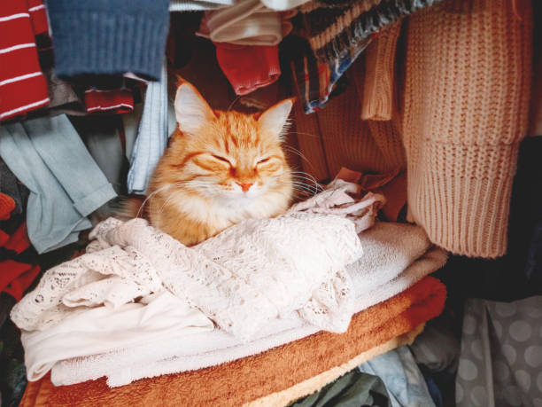 cute ginger cat sleeps on pile of clothes. fluffy pet has a nap in wardrobe. domestic animal comfortably settled to sleep among towels and outfits. - domestic cat towel pets animal imagens e fotografias de stock