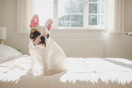 Frenchie relaxing on bed