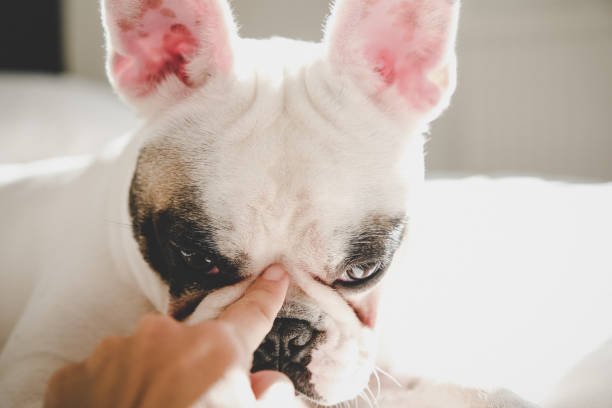 istock Woman's finger touching dog's nose 1248597404