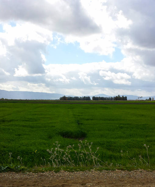 istock Beautiful green field and blue sky 1248597676