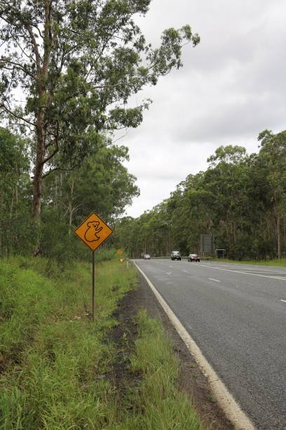 Road sign warning koalas on the roadside, Australia Road sign warning koalas on the roadside, Australia ursus tractor stock pictures, royalty-free photos & images