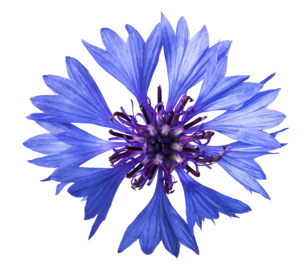 istock cornflower flower isolated on white background 1248598240
