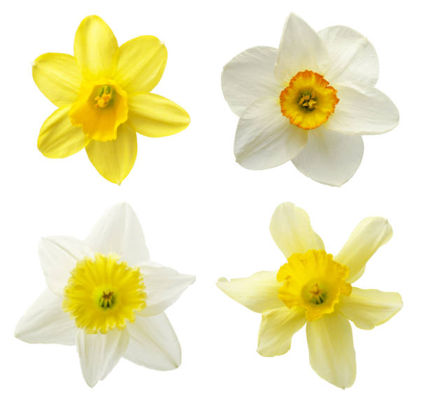 istock Collection of daffodils flower isolated on white. 1248601466