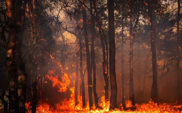 istock fire. wildfire, burning pine forest in the smoke and flames. 1248601643