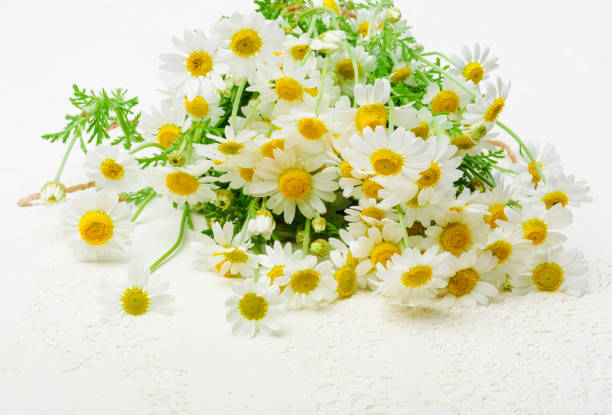 istock Bouquet of white daisy flowers 1248601699