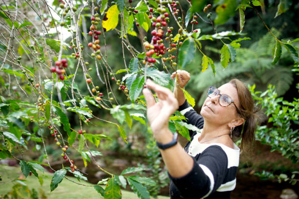 istock Woman outdoors enjoying her garden and picking coffee beans 1248604094