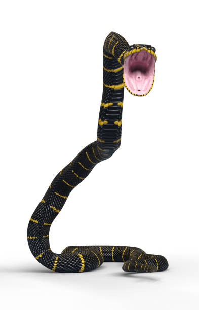 serpente su bianco con bocca aperta che attacca - snake biting animal mouth fang foto e immagini stock