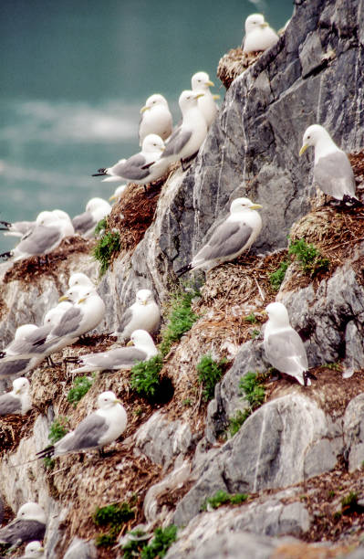 istock Kittiwake birds on coastal cliff in Alaska #024 1248605800