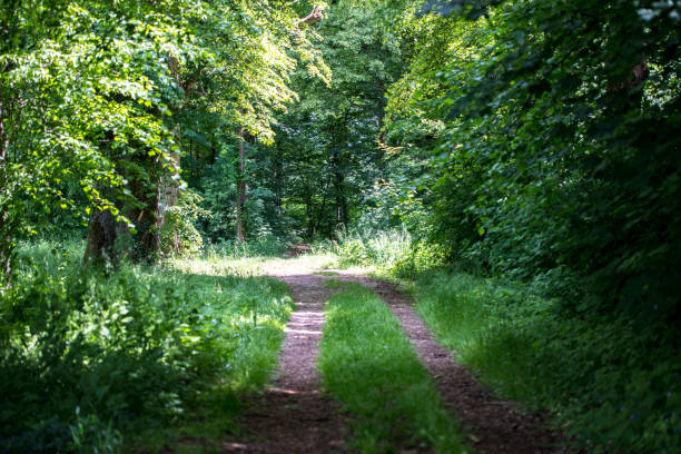 istock landscape with nature path into a green forest 1248605831