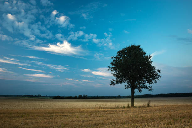 istock Lonely tree growing on the cultivated field, white clouds on the evening sky 1248605942